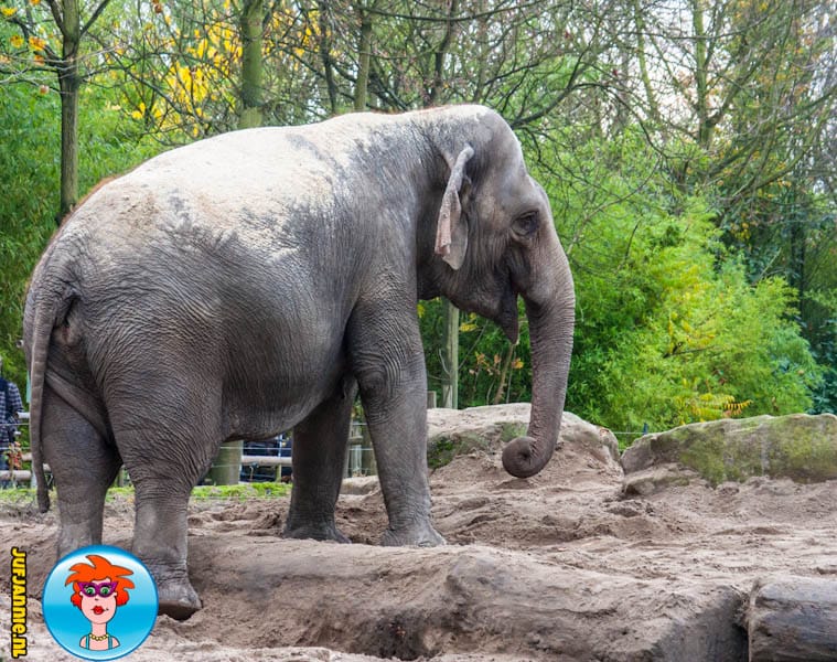 Diergaarde Blijdorp – uitstapjes – op stap met kinderen