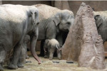 Er is een olifantje geboren in Blijdorp!