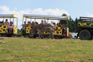 safari park monde sauvage