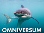 Great White Shark te zien in Omniversum