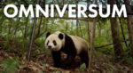 ‘Pandas, A New Story’ vanaf 9 oktober in Omniversum