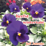 Mooie kleuren in je tuin met deze herfstbloeiers en winterbloeiers als borderplanten. Nu te koop met korting!