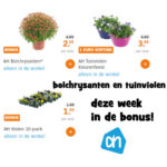 AH bolchrysanten en tuinviolen deze week in de bonus!