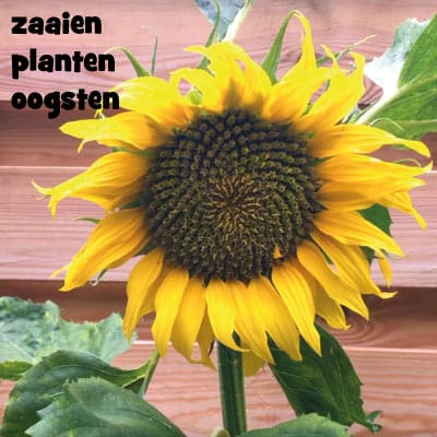 Hoe plant je zonnebloemen (eerst binnen) in de tuin? Leuk om zonnebloempitten te oogsten.