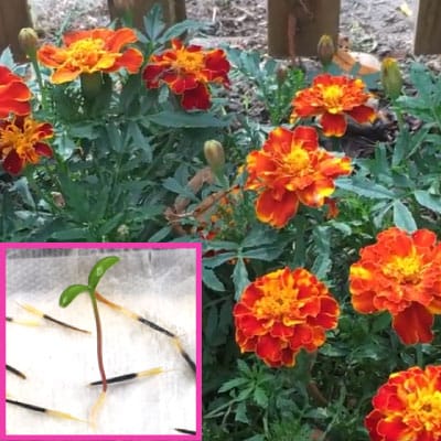 Lage Afrikaantjes: Hoe zaadjes oogsten, plantjes zaaien, verzorgen in de tuin en tips