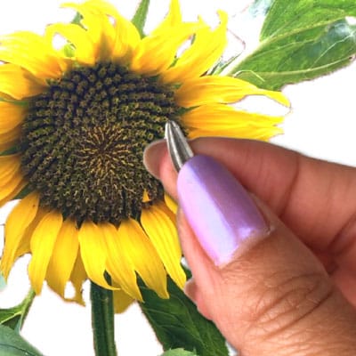 Zonnebloemen AH bloementuintjes