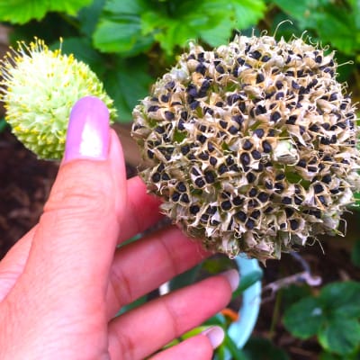 Hand houdt een uitgebloeide lente-ui met zwarte zaden en een onrijpe bloem in de tuin