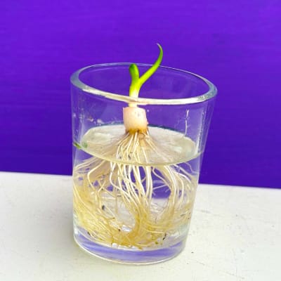 Lente-ui in een glaasje water met wortels en een groene sprietje