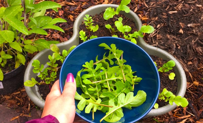 Een kind plukt zelfgezaaide rucola uit een bloempot in de tuin