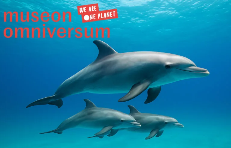 Drie dolfijnen zwemmen in helderblauw oceaanwater, promotiebeeld van Museon-Omniversum